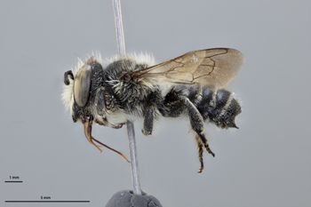Media type: image;   Entomology 611196 Aspect: habitus lateral view